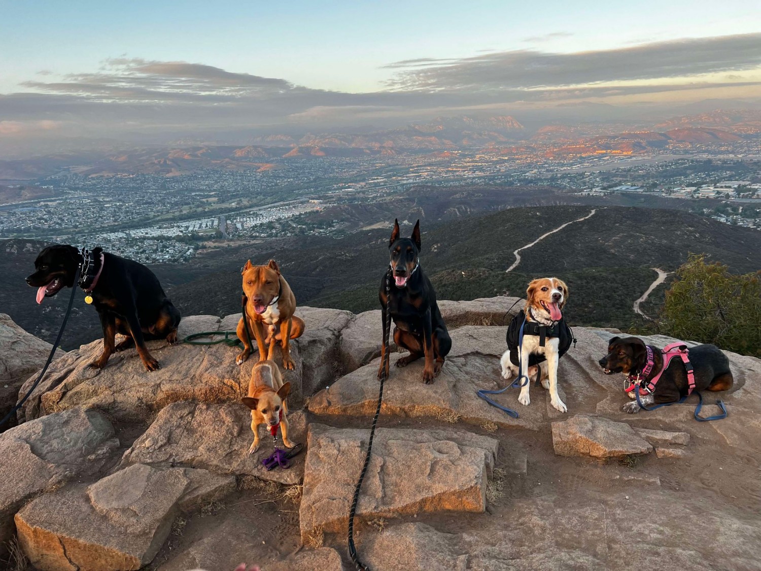 dogs on a hike