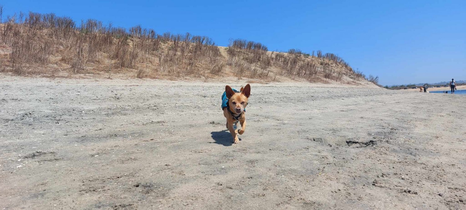 dog on beach