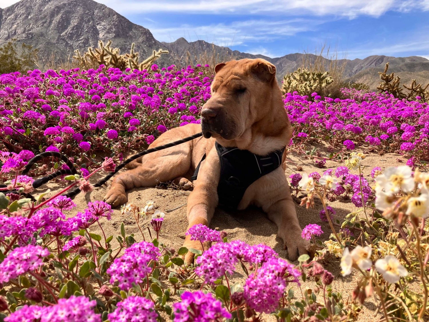 dog in field of flowers