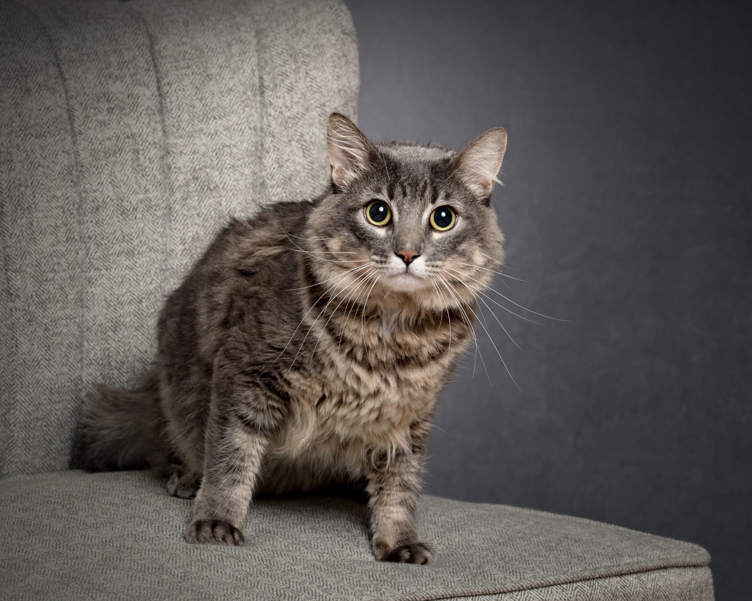 Cat in Chair