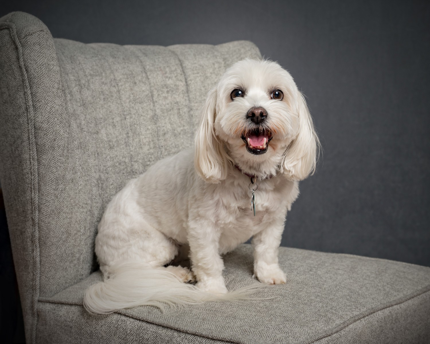 White Dog in Chair