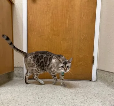 Bengal Cat in Exam Room