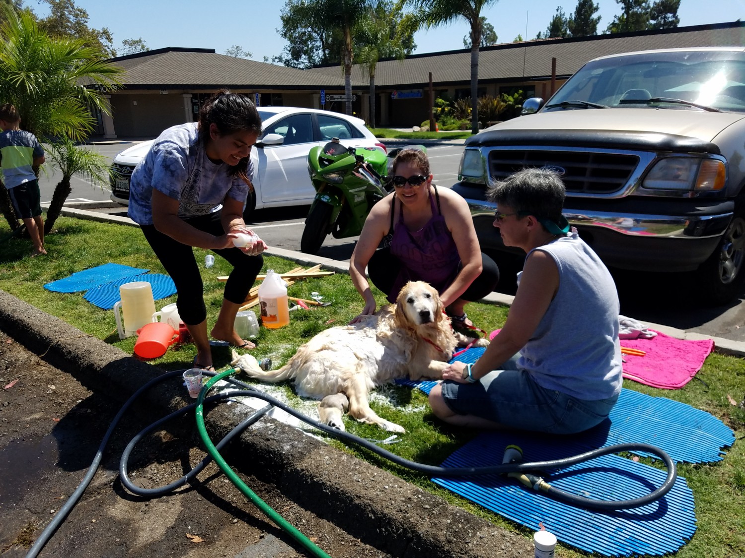 Dog Wash