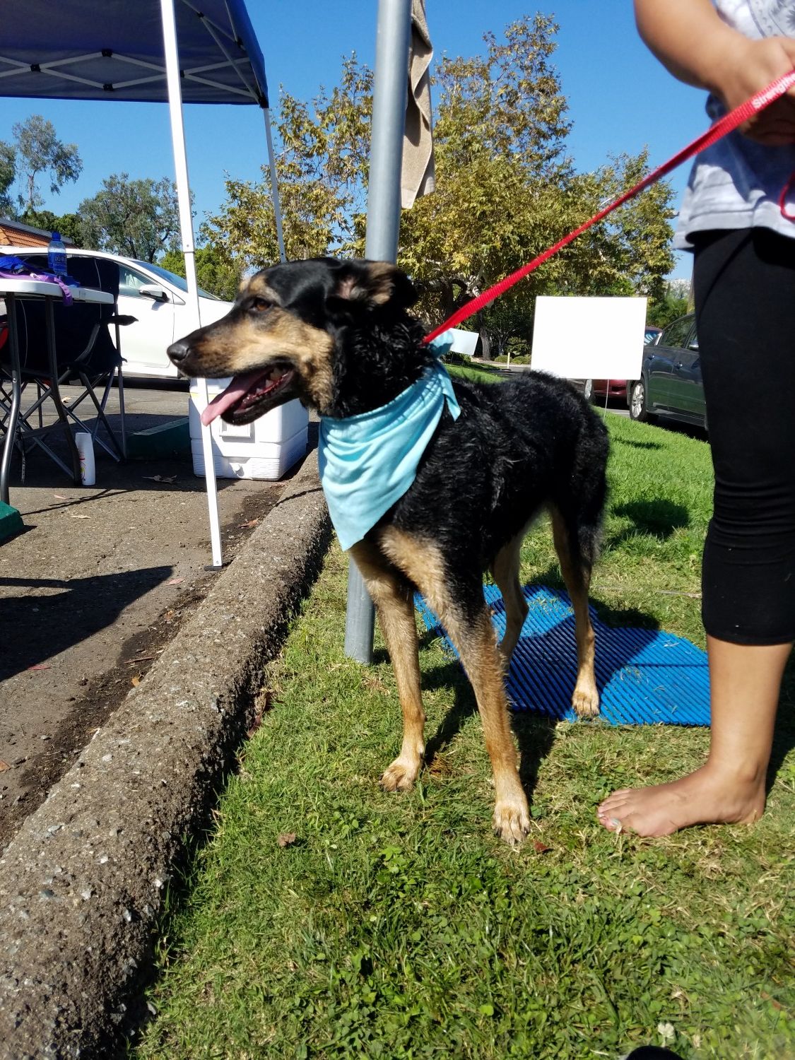 Dog Wash