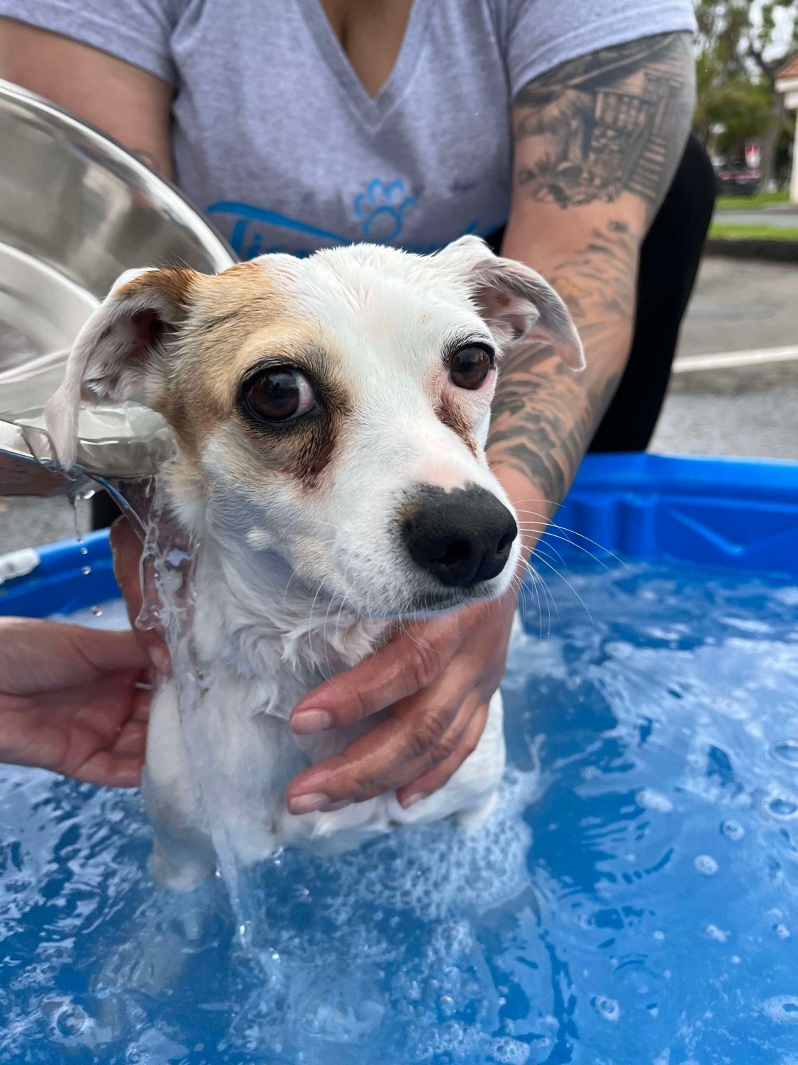 Dog Wash