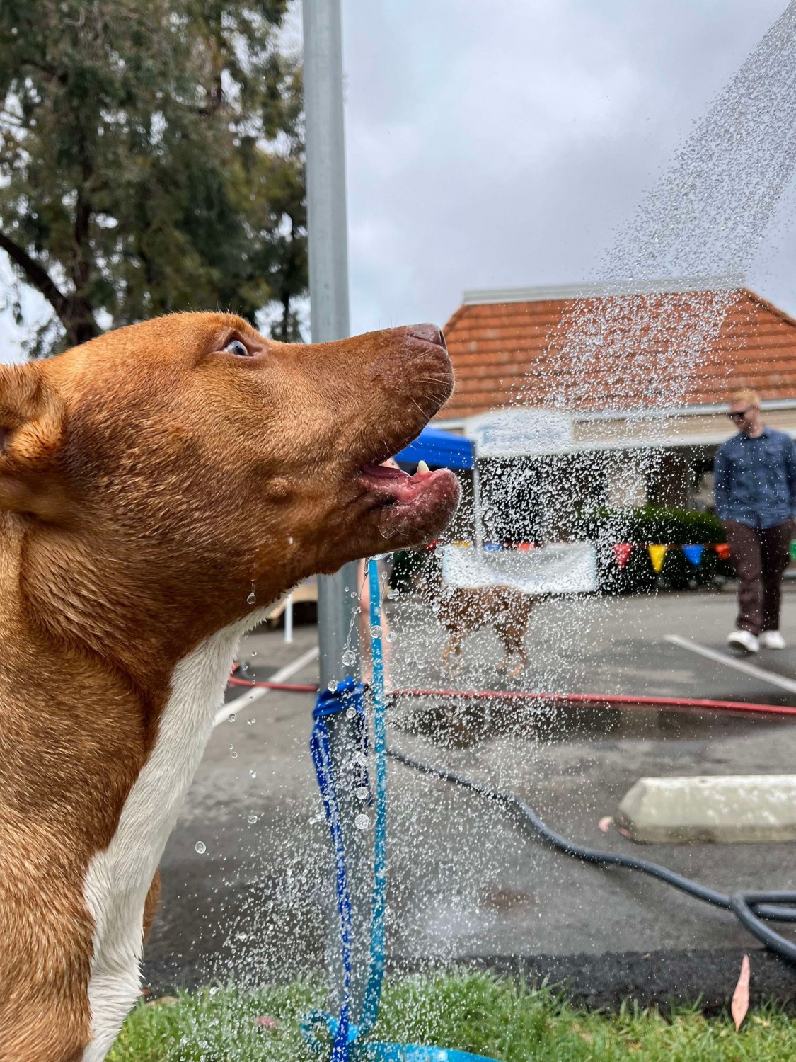 Dog Wash