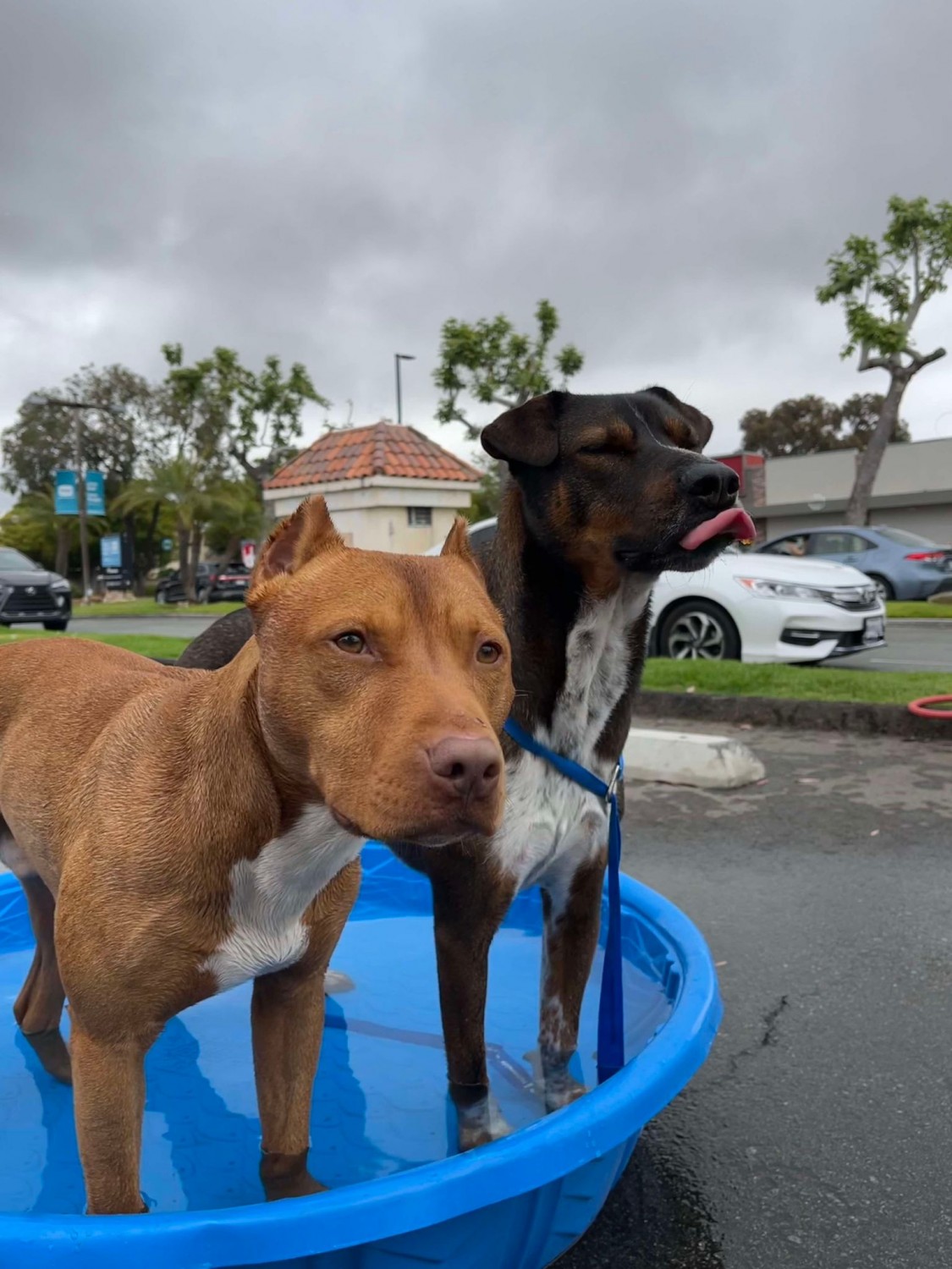 Dog Wash