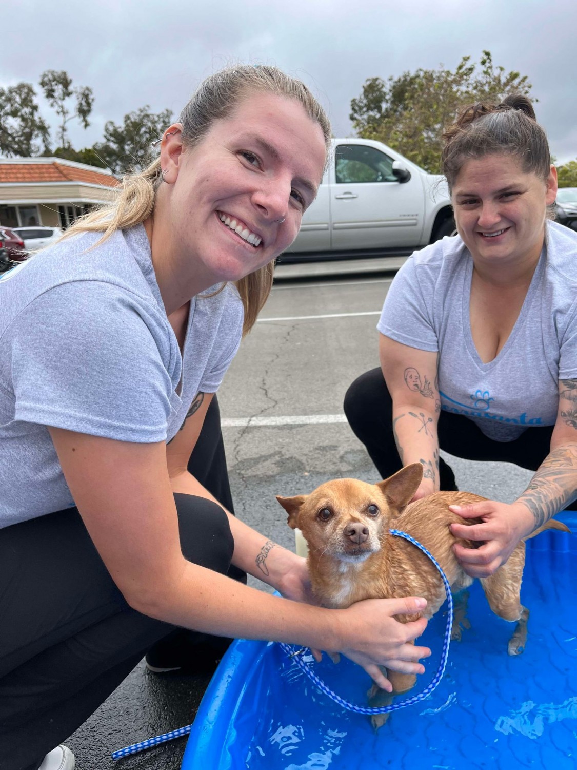 Dog Wash