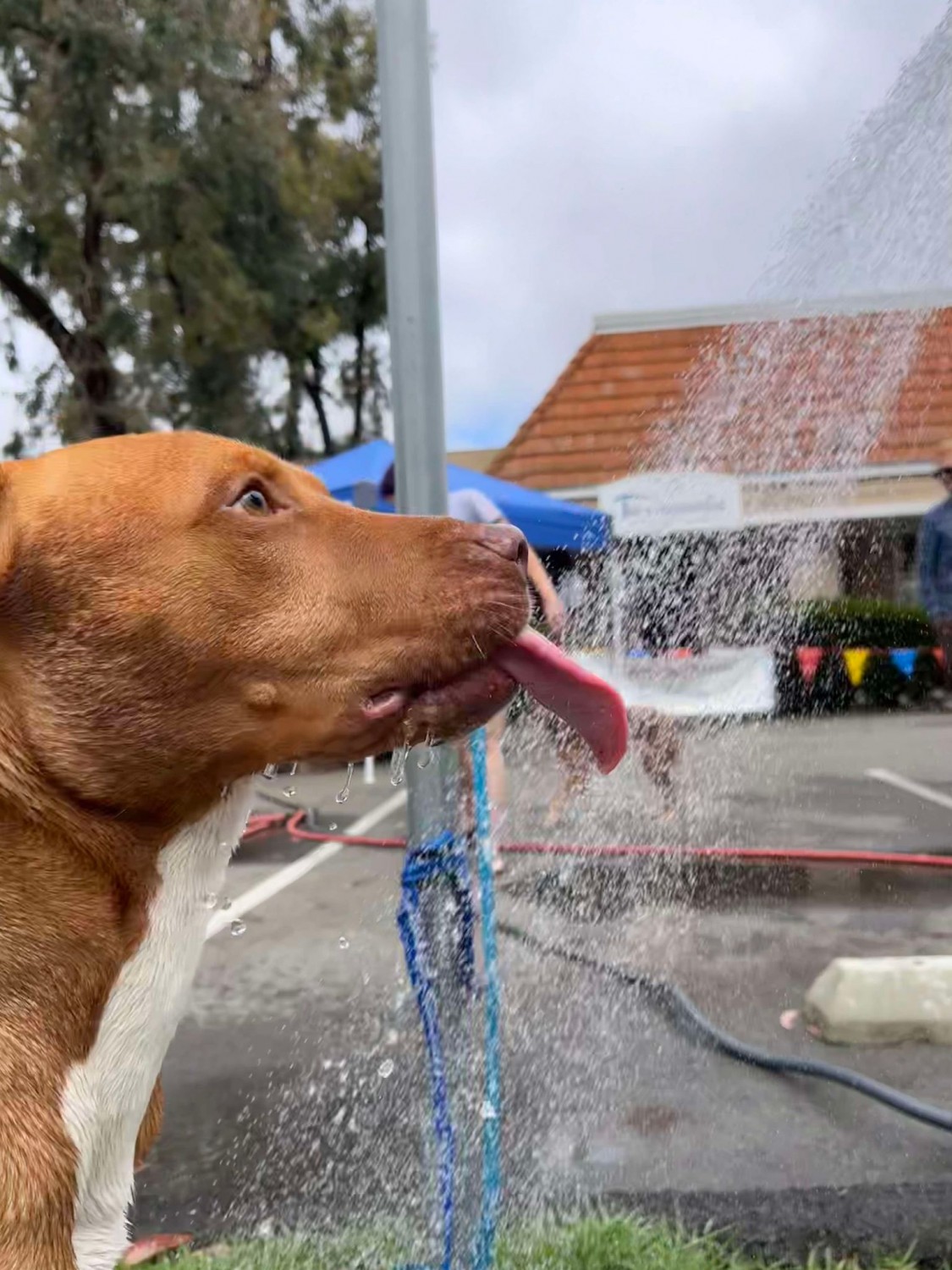 Dog Wash