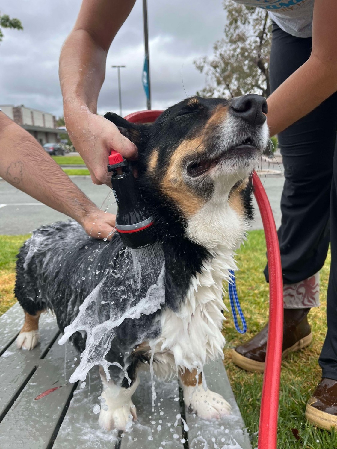 Dog Wash