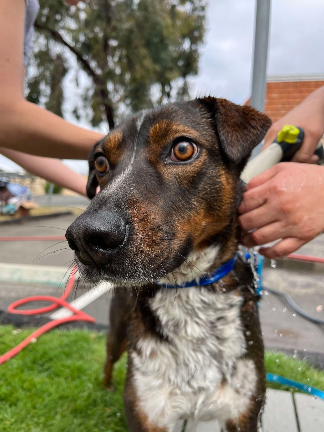 Dog Wash