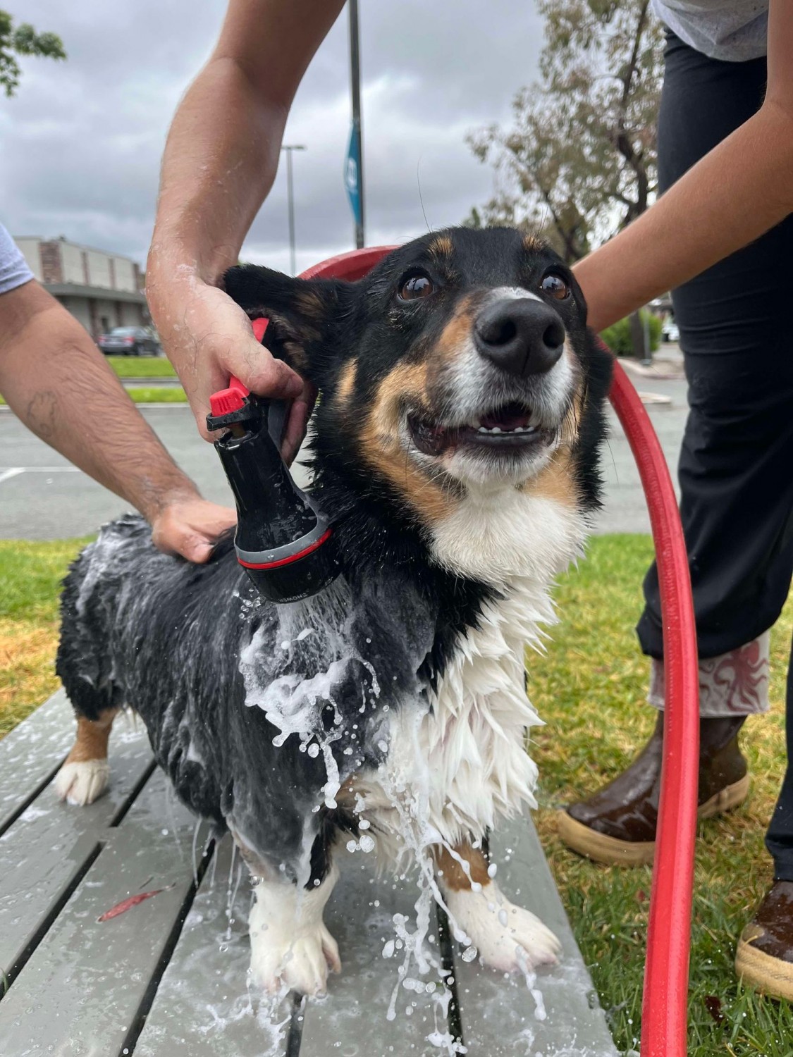 Dog Wash