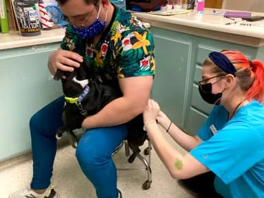 Dog getting Vaccines