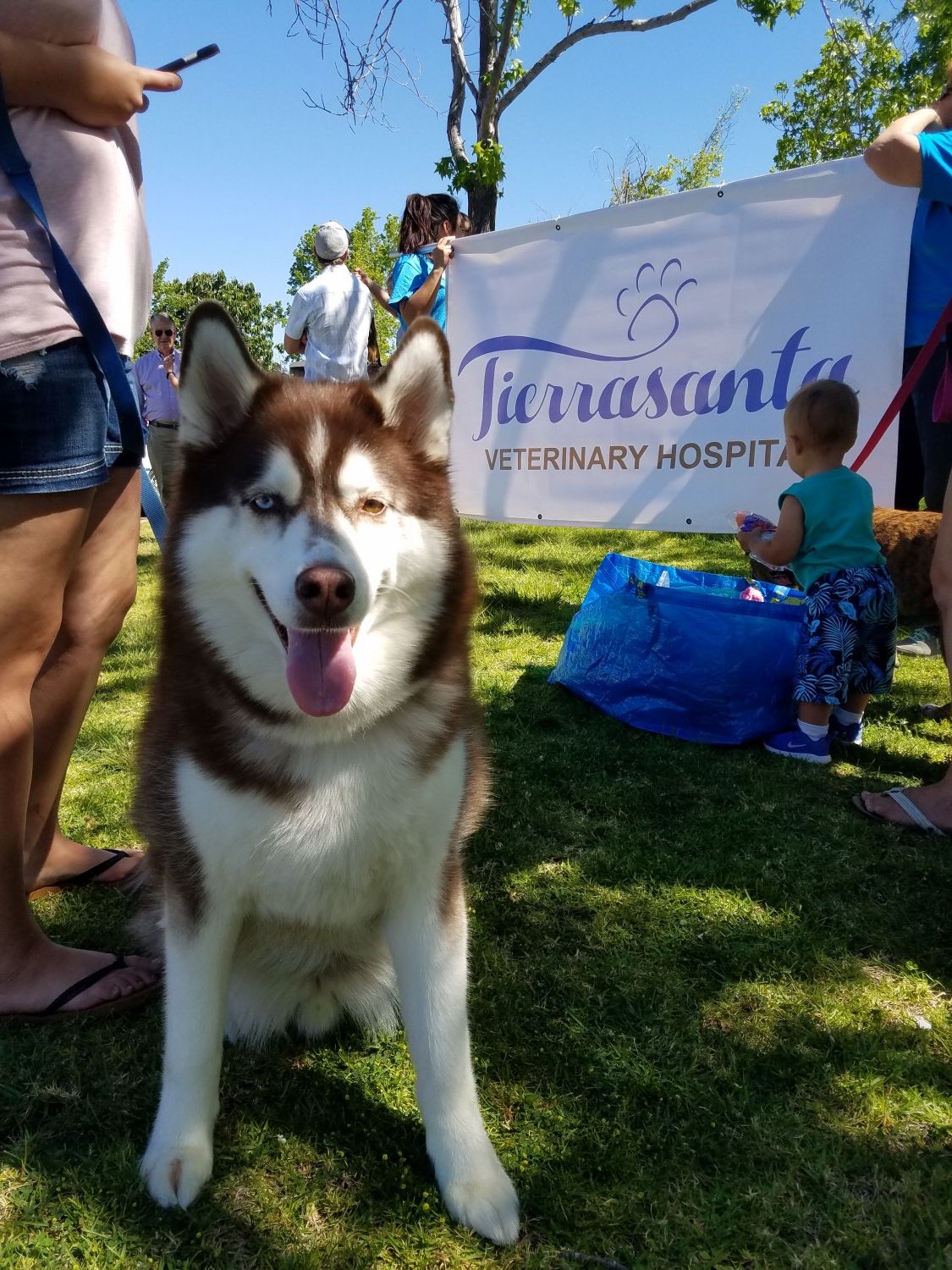 Dog with sign