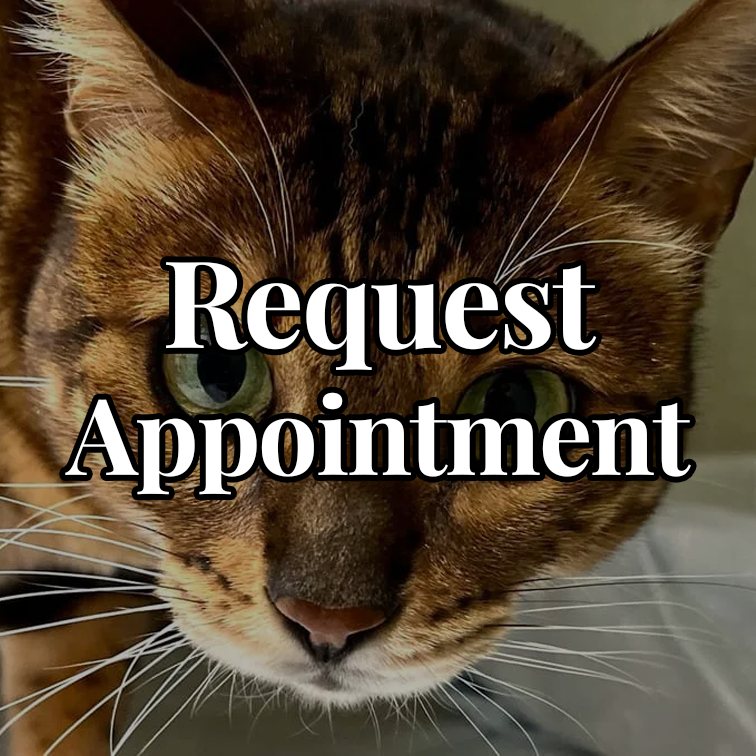 Request Appointment